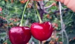 红色娱乐吃瓜视频怎么做,热门话题背后的真相与笑料